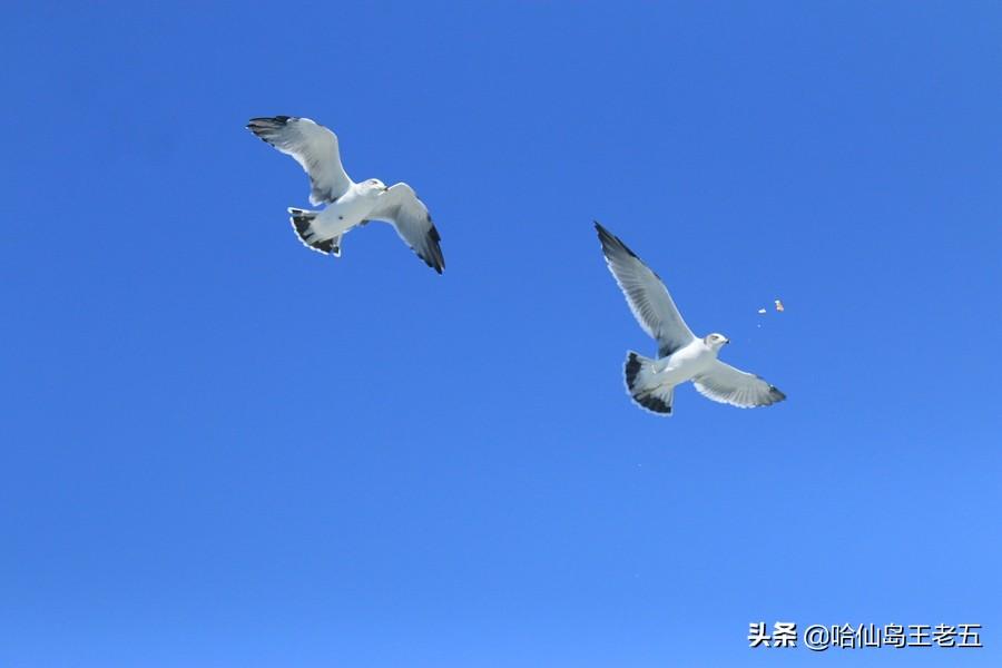 仙岛旅游发展有限公司_哈仙岛旅游攻略_仙岛风景