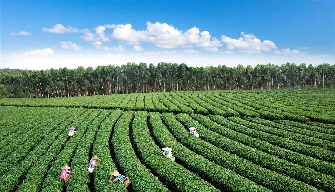 湛江市内旅游攻略-湛江市区旅游攻略(图3) 湛江市区旅游攻略_湛江攻略旅游市内景点推荐_湛江市内旅游攻略