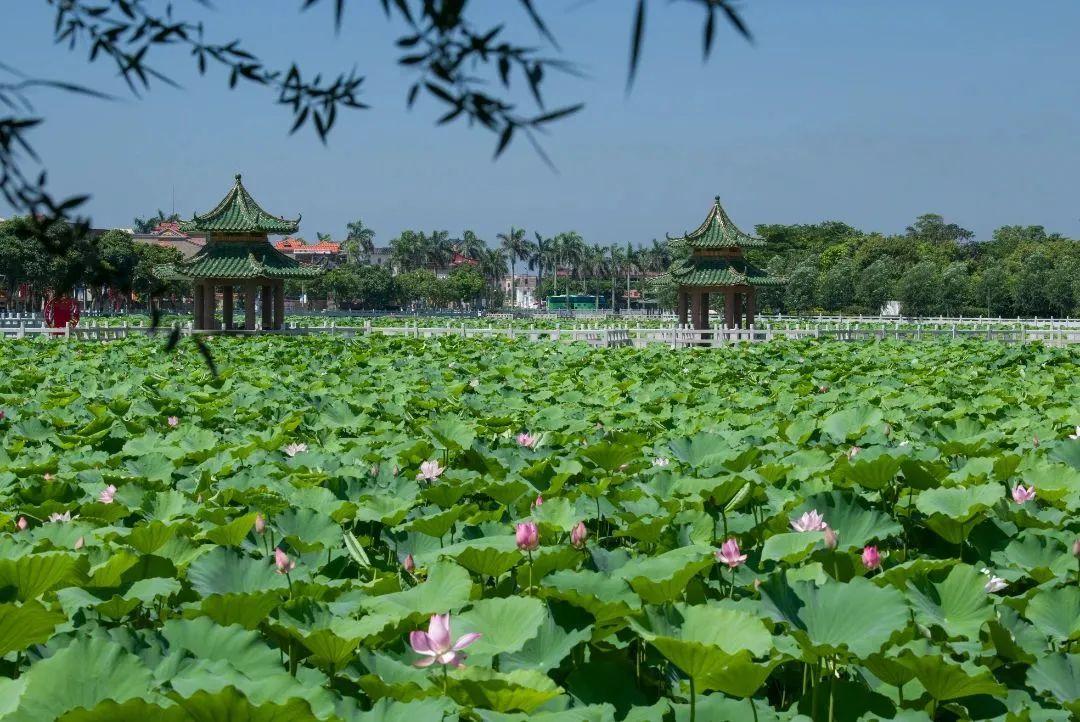 湛江市内旅游攻略-湛江市区旅游攻略(图10) 湛江攻略旅游市内景点推荐_湛江市内旅游攻略_湛江市区旅游攻略