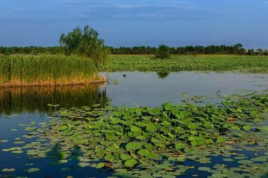 白洋淀荷花大观园旅游攻略-白洋淀菏花大观园(图2) 白洋淀荷花大观园有多少种荷花_白洋淀菏花大观园_白洋淀荷花大观园旅游攻略