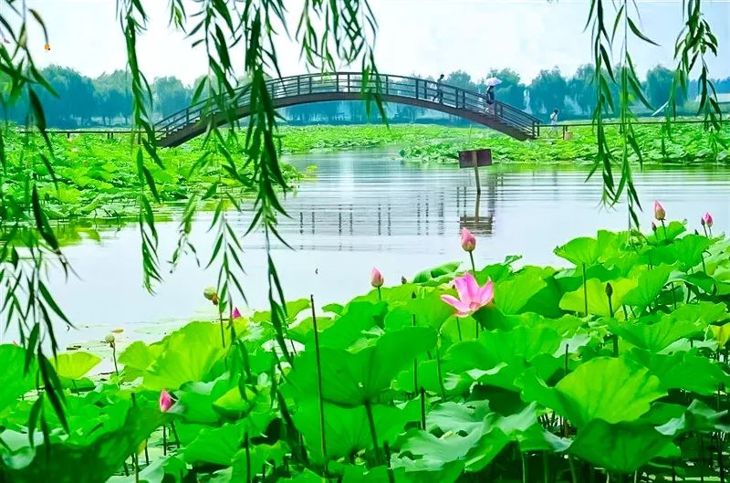 白洋淀荷花大观园旅游攻略-白洋淀荷花大观园民俗寨宾馆(图16) 白洋淀荷花大观园民俗寨宾馆_白洋淀荷花大观园旅游攻略_河北白洋淀荷花大观园有限公司