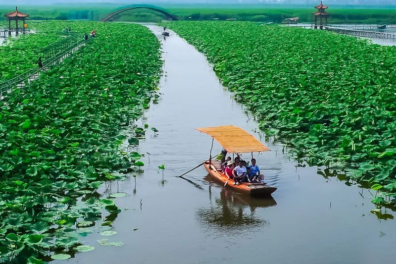 白洋淀荷花大观园旅游攻略-白洋淀荷花大观园民俗寨宾馆(图17) 河北白洋淀荷花大观园有限公司_白洋淀荷花大观园民俗寨宾馆_白洋淀荷花大观园旅游攻略