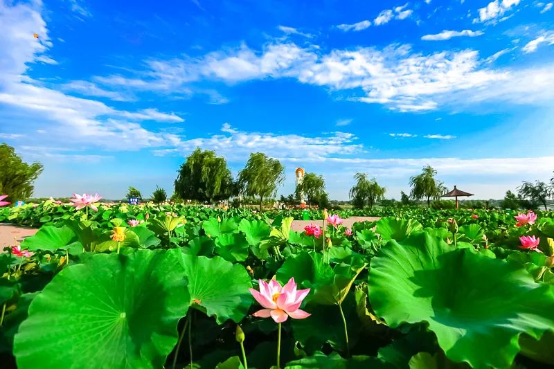 白洋淀荷花大观园旅游攻略-白洋淀荷花大观园民俗寨宾馆(图18) 白洋淀荷花大观园旅游攻略_白洋淀荷花大观园民俗寨宾馆_河北白洋淀荷花大观园有限公司