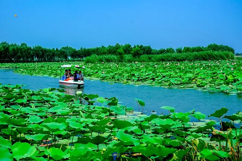 白洋淀荷花大观园旅游攻略-白洋淀荷花大观园民俗寨宾馆(图20) 白洋淀荷花大观园民俗寨宾馆_河北白洋淀荷花大观园有限公司_白洋淀荷花大观园旅游攻略