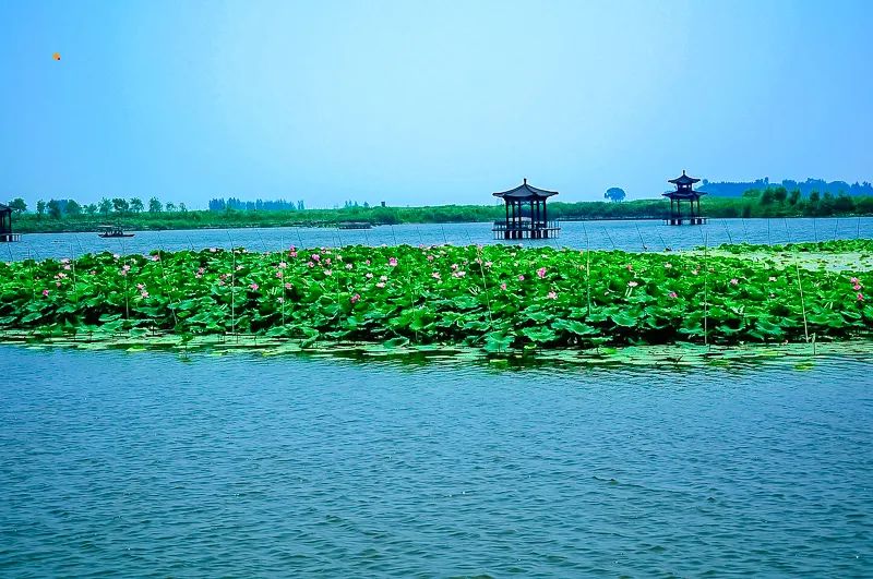 白洋淀荷花大观园旅游攻略-白洋淀荷花大观园民俗寨宾馆(图21) 白洋淀荷花大观园旅游攻略_白洋淀荷花大观园民俗寨宾馆_河北白洋淀荷花大观园有限公司