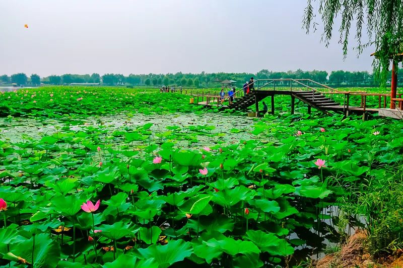 白洋淀荷花大观园旅游攻略-白洋淀荷花大观园民俗寨宾馆(图22) 白洋淀荷花大观园旅游攻略_白洋淀荷花大观园民俗寨宾馆_河北白洋淀荷花大观园有限公司