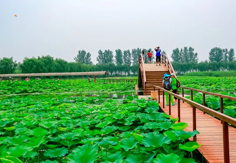 白洋淀荷花大观园旅游攻略-白洋淀荷花大观园民俗寨宾馆(图23) 河北白洋淀荷花大观园有限公司_白洋淀荷花大观园民俗寨宾馆_白洋淀荷花大观园旅游攻略
