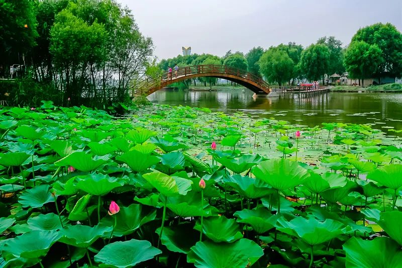 白洋淀荷花大观园旅游攻略-白洋淀荷花大观园民俗寨宾馆(图24) 河北白洋淀荷花大观园有限公司_白洋淀荷花大观园民俗寨宾馆_白洋淀荷花大观园旅游攻略