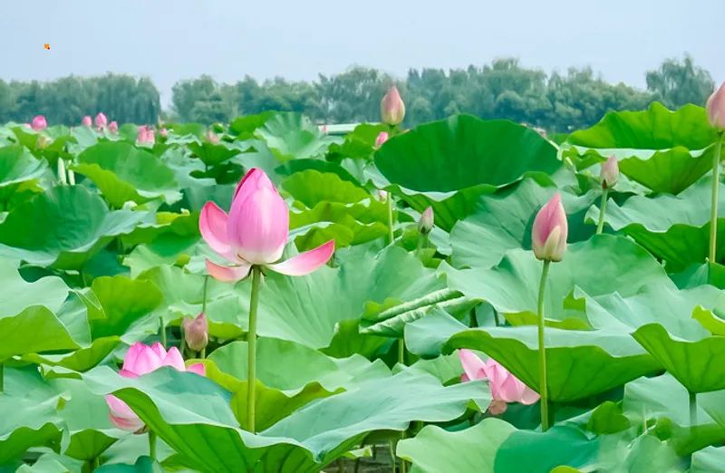 白洋淀荷花大观园旅游攻略-白洋淀荷花大观园民俗寨宾馆(图27) 河北白洋淀荷花大观园有限公司_白洋淀荷花大观园民俗寨宾馆_白洋淀荷花大观园旅游攻略