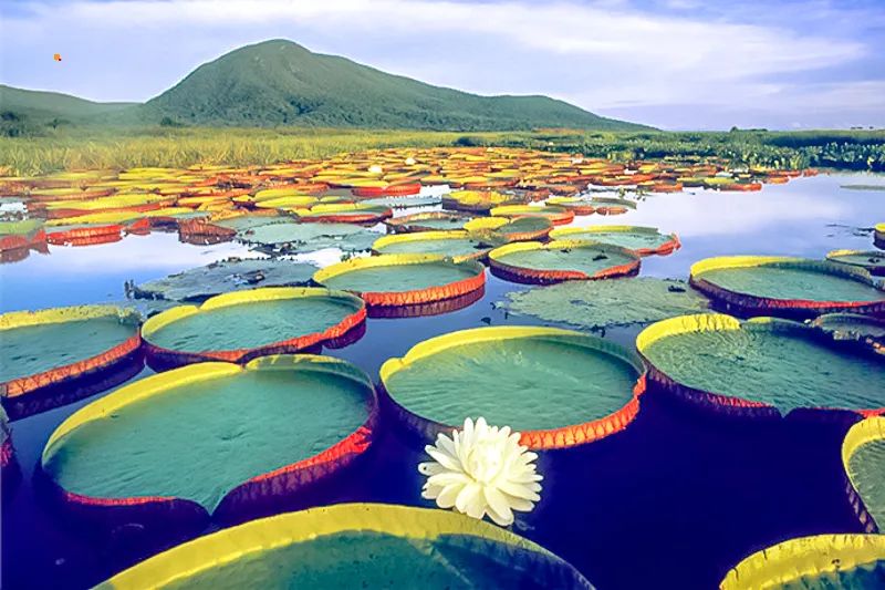 白洋淀荷花大观园旅游攻略-白洋淀荷花大观园民俗寨宾馆(图28) 白洋淀荷花大观园民俗寨宾馆_白洋淀荷花大观园旅游攻略_河北白洋淀荷花大观园有限公司