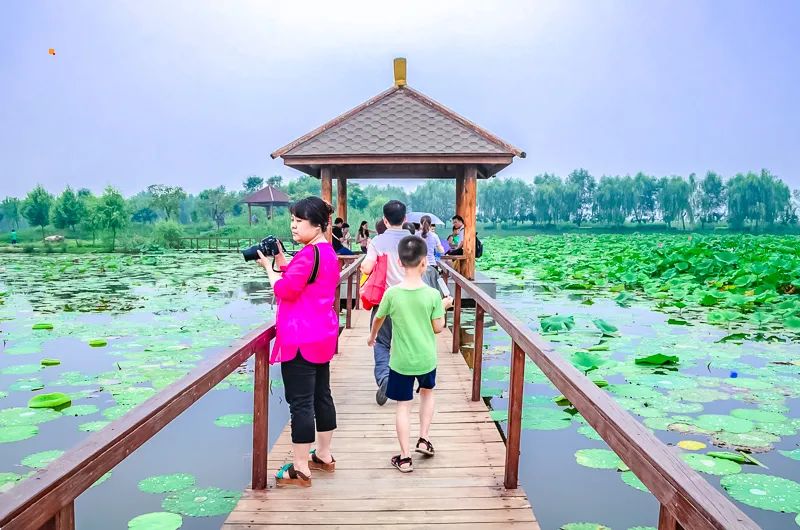 白洋淀荷花大观园旅游攻略-白洋淀荷花大观园民俗寨宾馆(图29) 白洋淀荷花大观园民俗寨宾馆_白洋淀荷花大观园旅游攻略_河北白洋淀荷花大观园有限公司