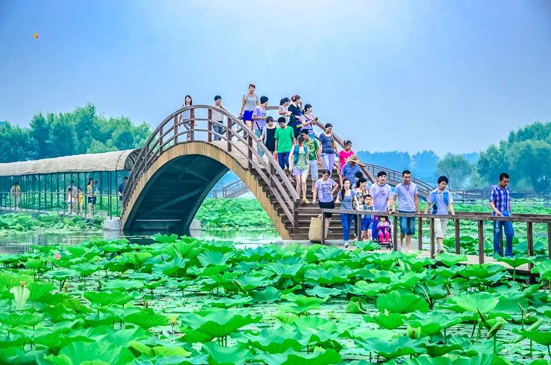 白洋淀荷花大观园旅游攻略-白洋淀荷花大观园民俗寨宾馆(图30) 白洋淀荷花大观园民俗寨宾馆_白洋淀荷花大观园旅游攻略_河北白洋淀荷花大观园有限公司