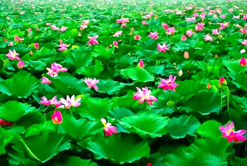 白洋淀荷花大观园旅游攻略-白洋淀荷花大观园民俗寨宾馆(图4) 白洋淀荷花大观园旅游攻略_白洋淀荷花大观园民俗寨宾馆_河北白洋淀荷花大观园有限公司