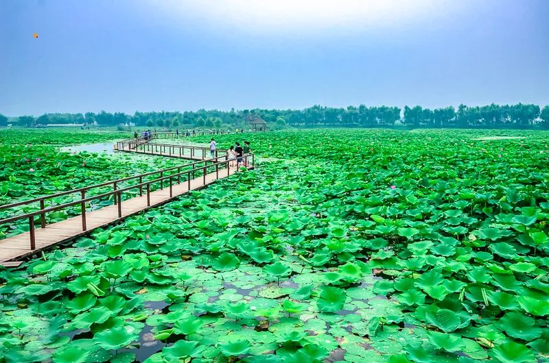 白洋淀荷花大观园旅游攻略-白洋淀荷花大观园民俗寨宾馆(图32) 白洋淀荷花大观园旅游攻略_河北白洋淀荷花大观园有限公司_白洋淀荷花大观园民俗寨宾馆