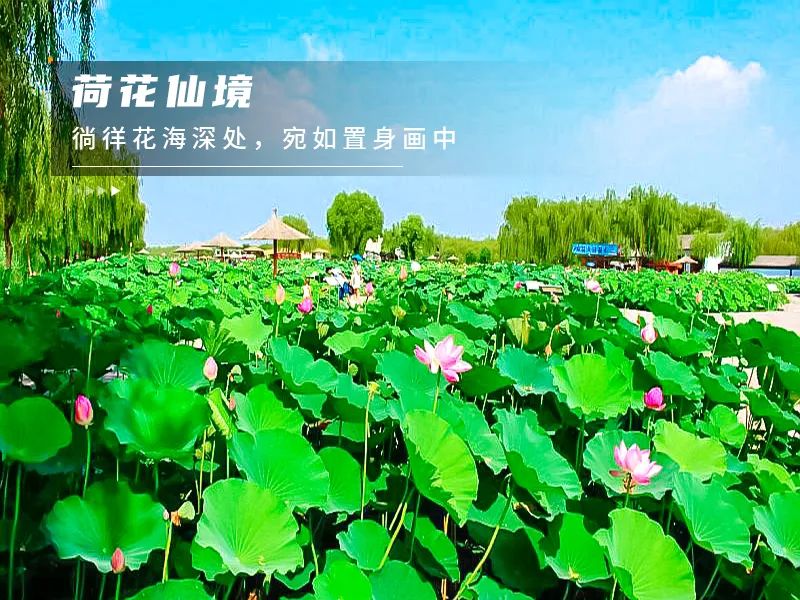 白洋淀荷花大观园旅游攻略-白洋淀荷花大观园民俗寨宾馆(图7) 河北白洋淀荷花大观园有限公司_白洋淀荷花大观园旅游攻略_白洋淀荷花大观园民俗寨宾馆