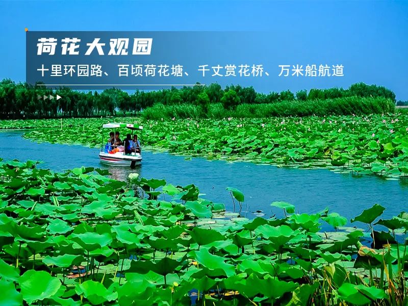 白洋淀荷花大观园旅游攻略-白洋淀荷花大观园民俗寨宾馆(图10) 白洋淀荷花大观园民俗寨宾馆_白洋淀荷花大观园旅游攻略_河北白洋淀荷花大观园有限公司