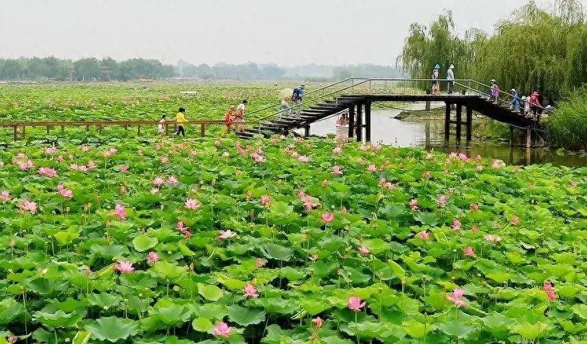 白洋淀荷花大观园旅游攻略-白洋淀菏花大观园