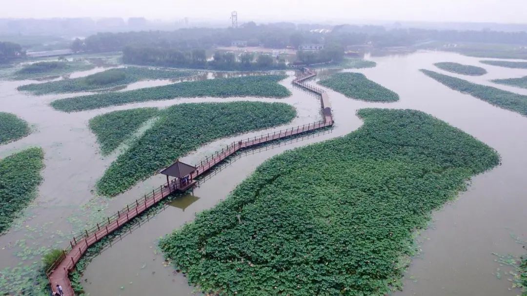 白洋淀荷花大观园旅游攻略-白洋淀菏花大观园(图7) 白洋淀荷花大观园旅游攻略_河北白洋淀荷花大观园有限公司_白洋淀菏花大观园