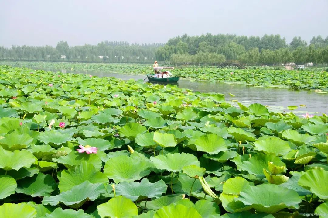 白洋淀荷花大观园旅游攻略-白洋淀菏花大观园(图9) 白洋淀菏花大观园_河北白洋淀荷花大观园有限公司_白洋淀荷花大观园旅游攻略