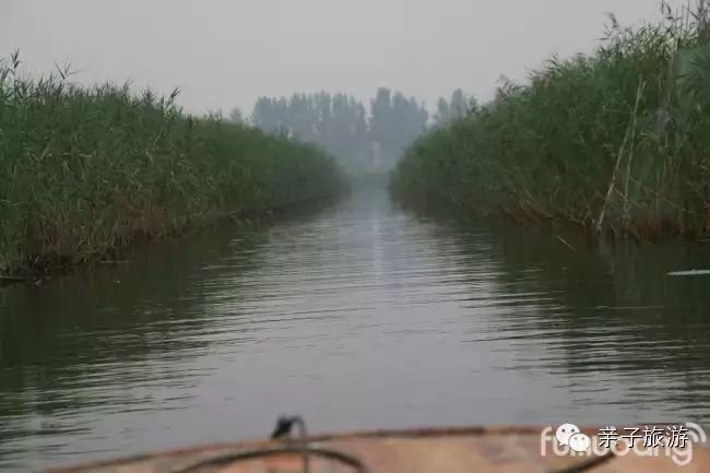 白洋淀荷花大观园旅游攻略-白洋淀荷花大观园民俗寨宾馆(图13) 白洋淀菏花大观园_白洋淀荷花大观园旅游攻略_白洋淀荷花大观园民俗寨宾馆