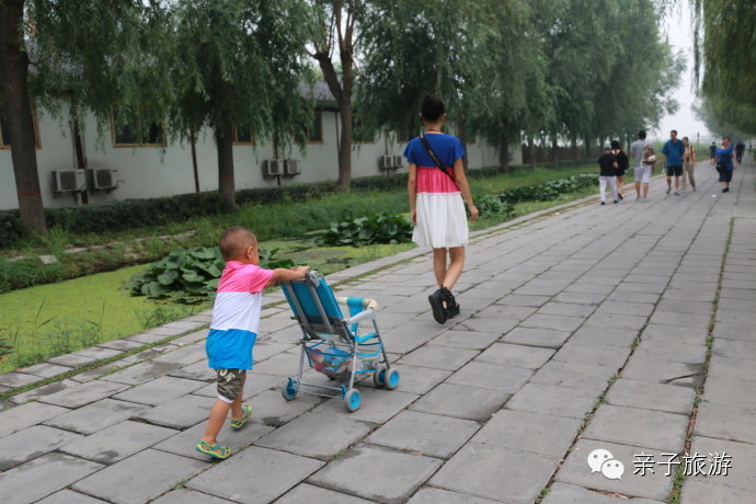 白洋淀荷花大观园旅游攻略-白洋淀荷花大观园民俗寨宾馆(图19) 白洋淀荷花大观园民俗寨宾馆_白洋淀荷花大观园旅游攻略_白洋淀菏花大观园