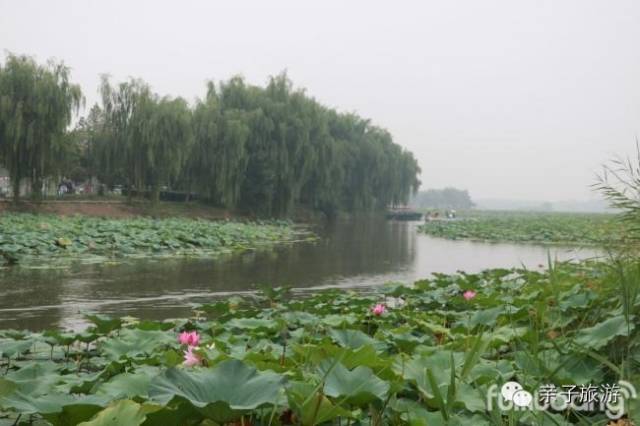 白洋淀荷花大观园旅游攻略-白洋淀荷花大观园民俗寨宾馆(图2) 白洋淀荷花大观园旅游攻略_白洋淀荷花大观园民俗寨宾馆_白洋淀菏花大观园