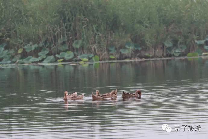 白洋淀荷花大观园旅游攻略-白洋淀荷花大观园民俗寨宾馆(图22) 白洋淀荷花大观园旅游攻略_白洋淀菏花大观园_白洋淀荷花大观园民俗寨宾馆