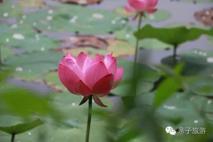 白洋淀荷花大观园旅游攻略-白洋淀荷花大观园民俗寨宾馆(图23) 白洋淀荷花大观园旅游攻略_白洋淀菏花大观园_白洋淀荷花大观园民俗寨宾馆