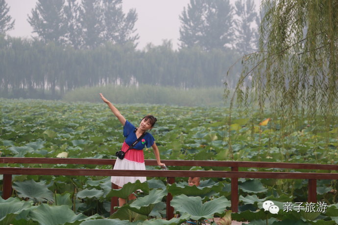 白洋淀荷花大观园旅游攻略-白洋淀荷花大观园民俗寨宾馆(图24) 白洋淀荷花大观园民俗寨宾馆_白洋淀荷花大观园旅游攻略_白洋淀菏花大观园