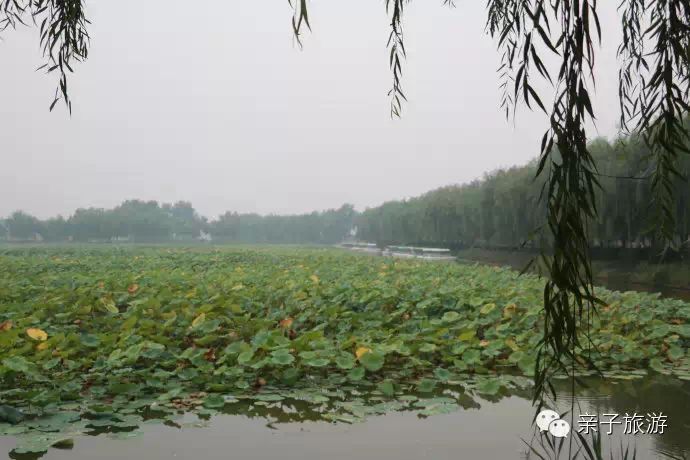 白洋淀荷花大观园旅游攻略-白洋淀荷花大观园民俗寨宾馆(图25) 白洋淀菏花大观园_白洋淀荷花大观园旅游攻略_白洋淀荷花大观园民俗寨宾馆