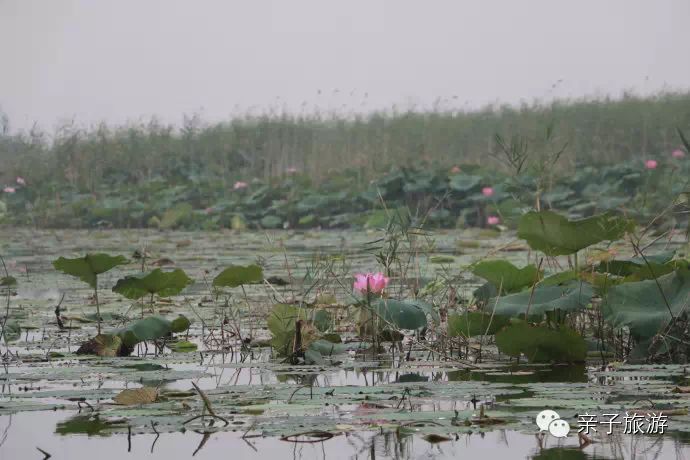 白洋淀荷花大观园旅游攻略-白洋淀荷花大观园民俗寨宾馆(图26) 白洋淀荷花大观园民俗寨宾馆_白洋淀荷花大观园旅游攻略_白洋淀菏花大观园