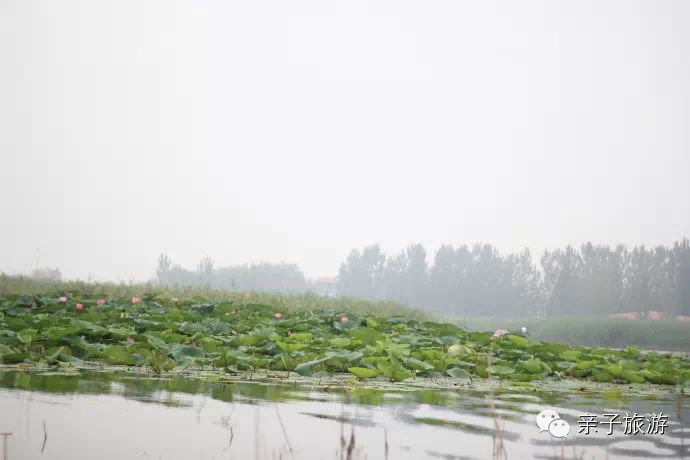 白洋淀荷花大观园旅游攻略-白洋淀荷花大观园民俗寨宾馆(图27) 白洋淀菏花大观园_白洋淀荷花大观园旅游攻略_白洋淀荷花大观园民俗寨宾馆