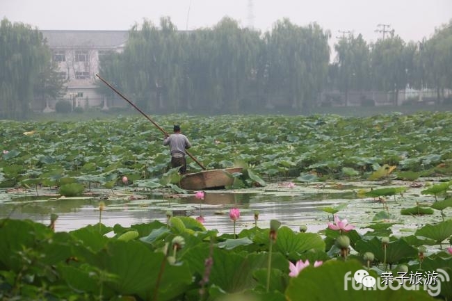 白洋淀荷花大观园旅游攻略-白洋淀荷花大观园民俗寨宾馆(图3) 白洋淀荷花大观园民俗寨宾馆_白洋淀荷花大观园旅游攻略_白洋淀菏花大观园