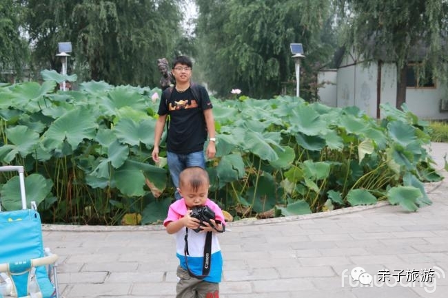 白洋淀荷花大观园旅游攻略-白洋淀荷花大观园民俗寨宾馆(图5) 白洋淀荷花大观园旅游攻略_白洋淀菏花大观园_白洋淀荷花大观园民俗寨宾馆