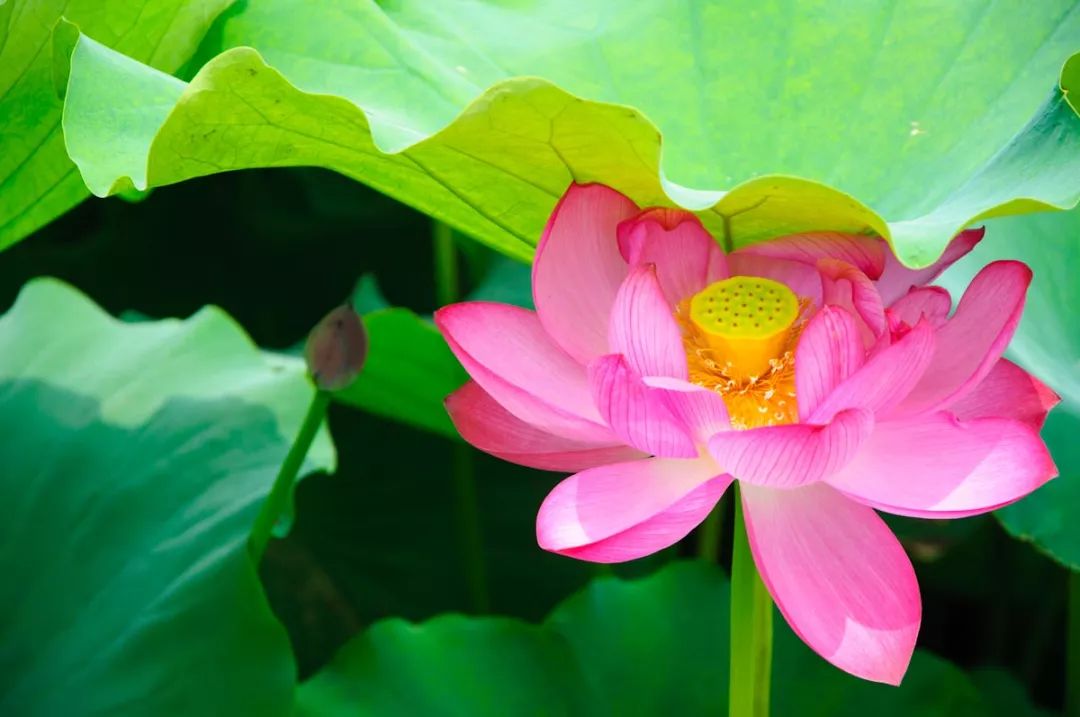 微山岛景区旅游攻略-微山岛景区门票(图38) 微山岛镇景区_微山岛景区门票_微山岛景区旅游攻略