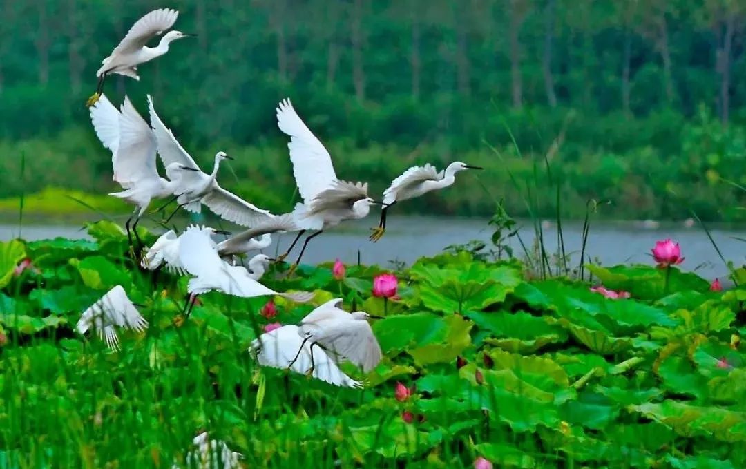 微山岛景区旅游攻略-微山岛景区门票(图39) 微山岛镇景区_微山岛景区门票_微山岛景区旅游攻略