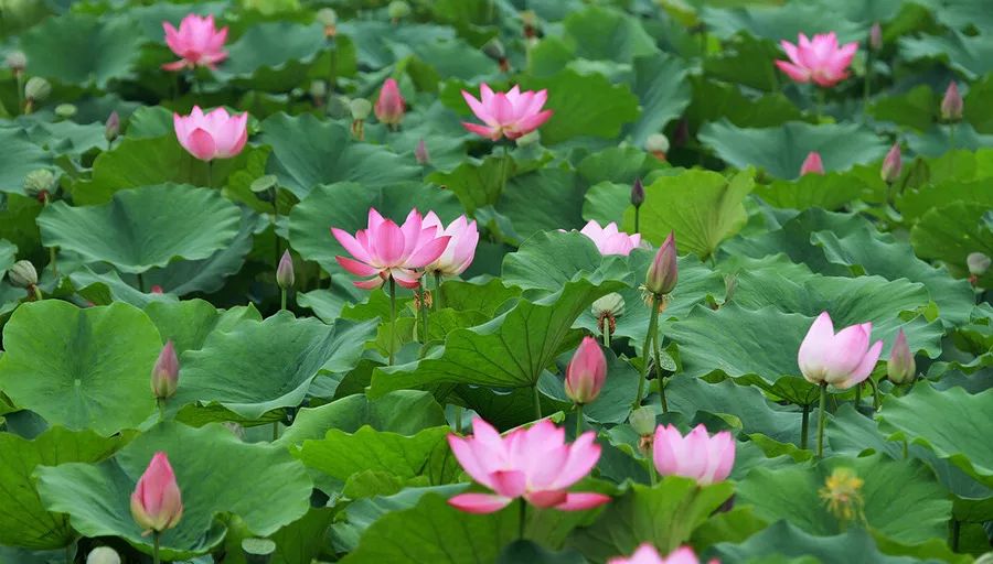 微山岛景区旅游攻略-微山岛景区门票(图40) 微山岛景区门票_微山岛景区旅游攻略_微山岛镇景区