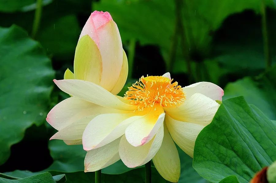 微山岛景区旅游攻略-微山岛景区门票(图42) 微山岛景区旅游攻略_微山岛景区门票_微山岛镇景区