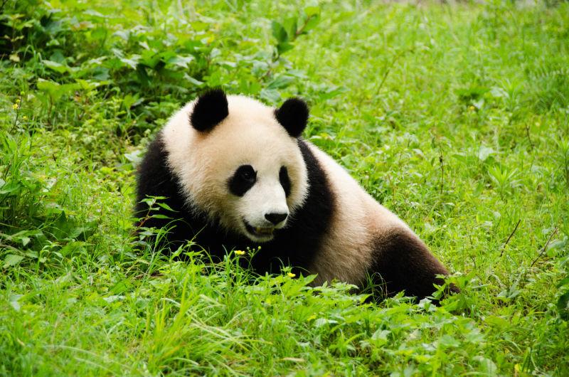 九寨沟2日旅游攻略-九寨沟攻略旅游景点(图3) 九寨沟攻略旅游景点_九寨沟2日旅游攻略_九寨沟攻略旅游攻略