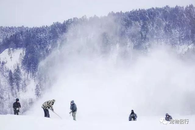 哈尔滨漠河旅游攻略-哈尔滨——漠河