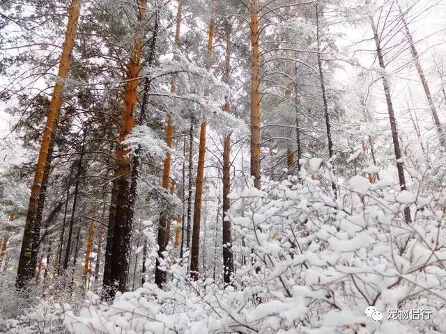 哈尔滨——漠河_哈尔滨漠河旅游攻略_哈尔滨报团去漠河三日游
