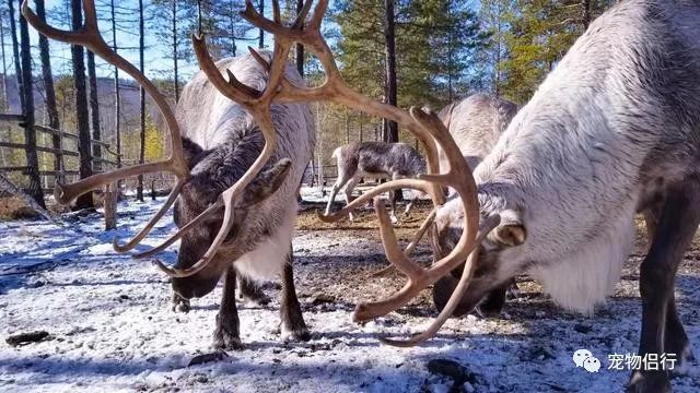 哈尔滨——漠河_哈尔滨漠河旅游攻略_哈尔滨报团去漠河三日游
