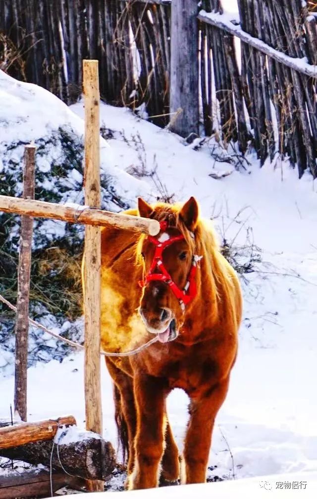 哈尔滨漠河旅游攻略_哈尔滨——漠河_哈尔滨报团去漠河三日游