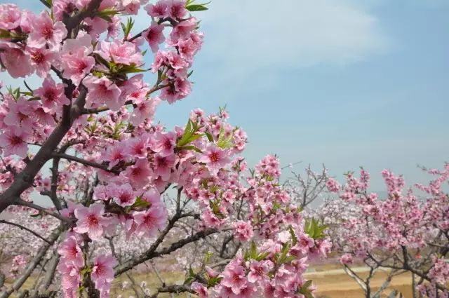 无锡马山旅游攻略-无锡马山景点介绍(图31) 无锡马山景点介绍_无锡马山旅游攻略_无锡马山游玩攻略