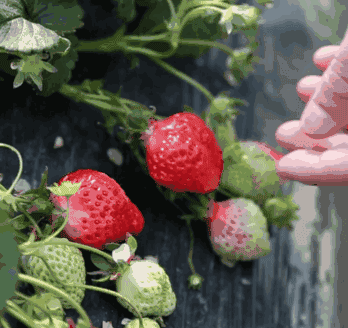 无锡马山旅游攻略-无锡马山景点介绍(图43) 无锡马山旅游攻略_无锡马山景点介绍_无锡马山游玩攻略