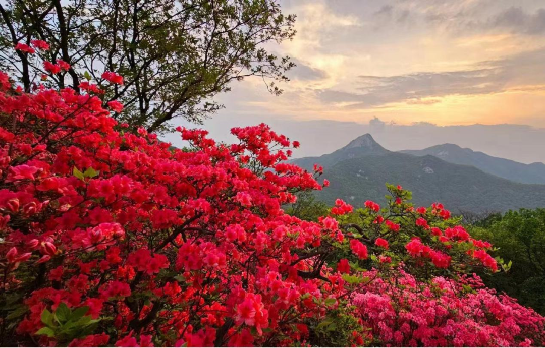 桐柏旅游攻略_桐柏县旅游攻略_攻略旅游桐柏的路线