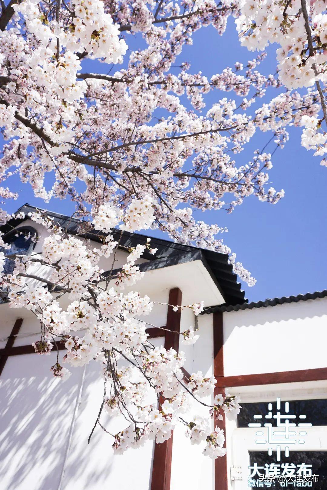 大连春季游玩好去处_大连春季旅游攻略_春季大连攻略旅游景点推荐