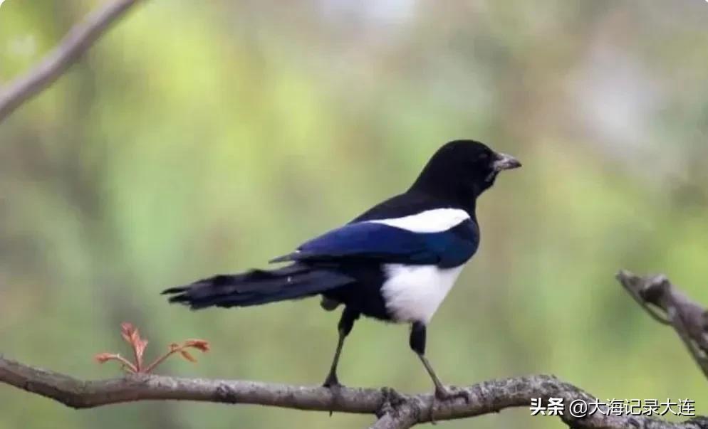 大连春季旅游攻略_大连春季旅游景点大全排名_春季大连攻略旅游路线