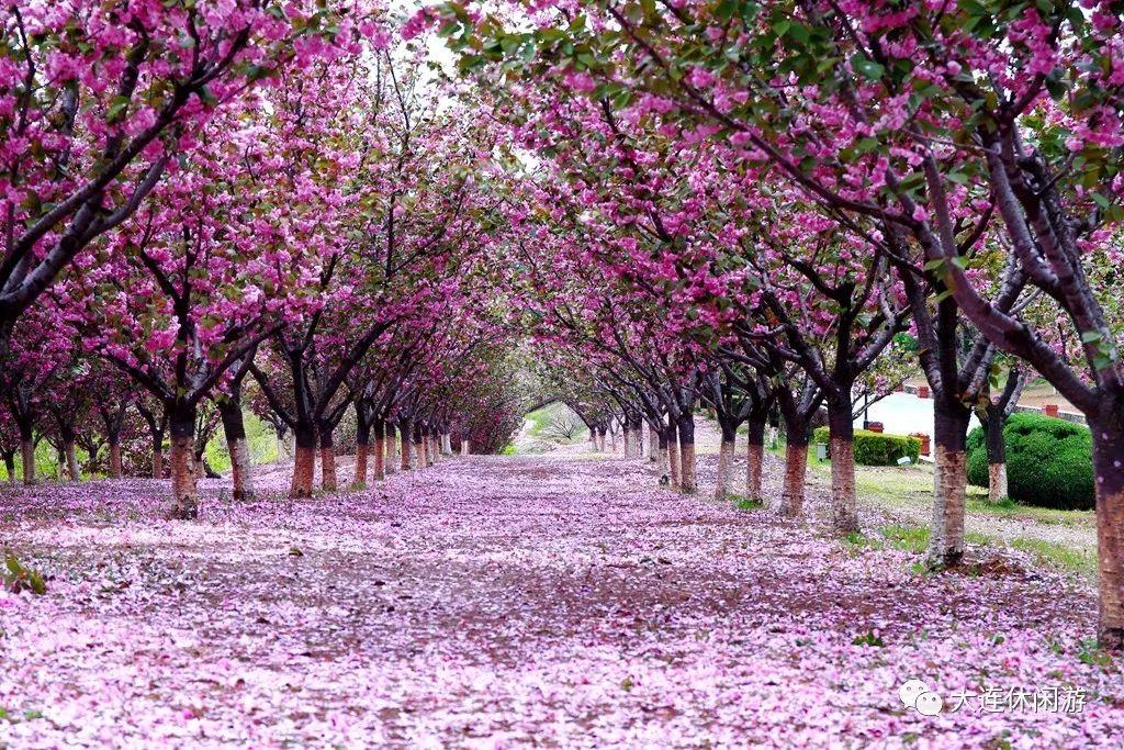春季大连攻略旅游景点推荐_春季大连攻略旅游路线_大连春季旅游攻略