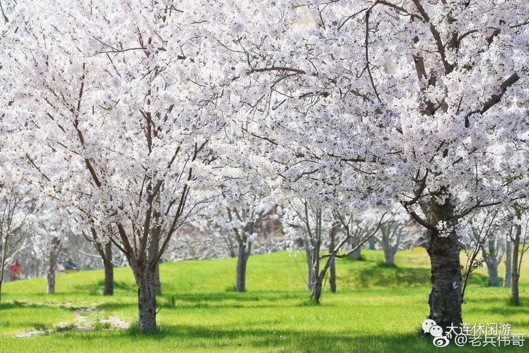 大连春季旅游攻略_春季大连攻略旅游景点推荐_春季大连攻略旅游路线